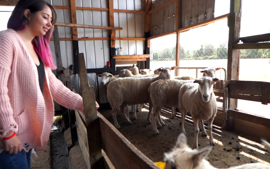 “HelpMeee”: El detector de ataques de perros contra ganados desarrollado por estudiante de Informática UACh